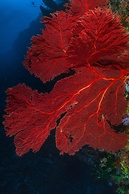 Sau Bay Resort & Spa