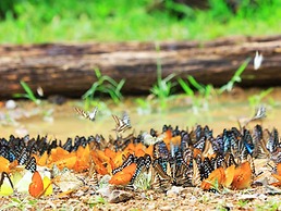Kaengkrachan Boathouse Paradise Resort