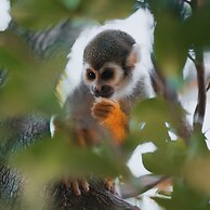Kaaba Luum Jungle Villas
