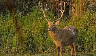 DTR Jungle Hideaways