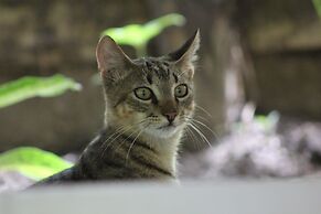 Tayrona Cachaco River