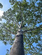 Tayrona Cachaco River