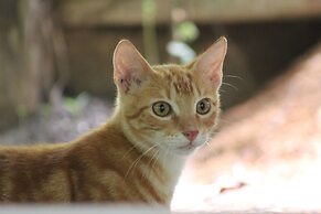 Tayrona Cachaco River