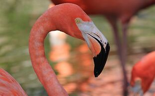 Casa Lago Waterfront Home & Pool Near Hard Rock Casino