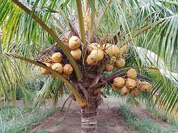 Kalimetiya Beach Cabana Near Beach 4 Minutes Walk