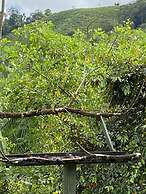 Esquipulas Rainforest