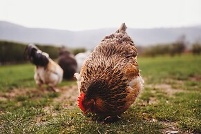 Erw Glas Glamping and Camping