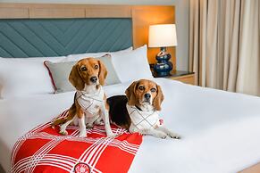 The Highlander at Radford, Tapestry Collection by Hilton