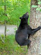 Scenic Smoky Mountains Escape w/ Hot Tub