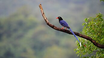 Hotel Indigo Alishan by IHG