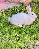 Sambo Mambo Beach Hotel