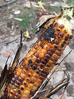 Hotel & Temazcal Hacienda maxthá
