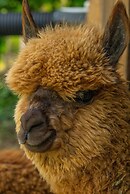 Alya Kartepe Villa Hotel