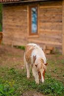 Alya Kartepe Villa Hotel