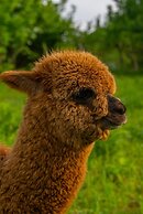 Alya Kartepe Villa Hotel