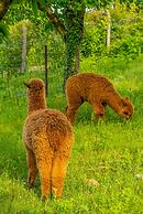 Alya Kartepe Villa Hotel