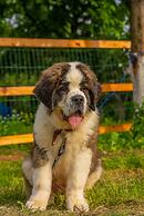 Alya Kartepe Villa Hotel