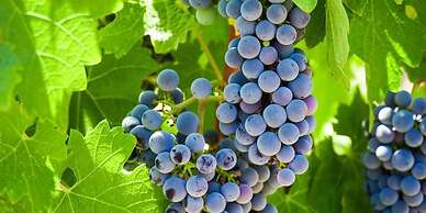 Fire Vinyasa View Fire Pit Poolpets Allowed