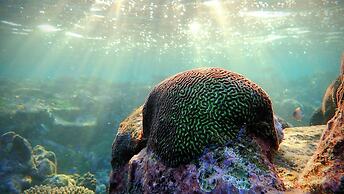 Coralview Island Resort