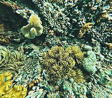 Coralview Island Resort