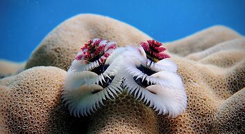 Coralview Island Resort