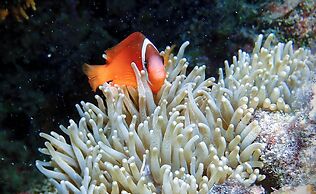 Coralview Island Resort