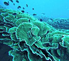 Coralview Island Resort