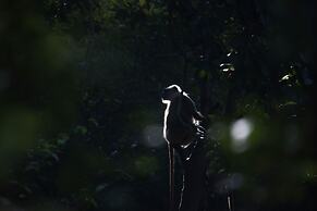 The Untamed Bandhavgarh by TUTC