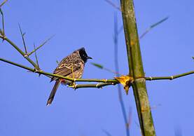 The Untamed Bandhavgarh by TUTC