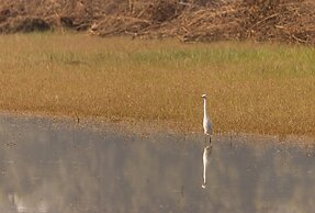 The Untamed Bandhavgarh by TUTC