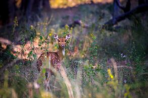 The Untamed Bandhavgarh by TUTC