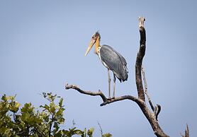 The Untamed Bandhavgarh by TUTC