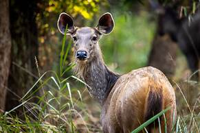 The Untamed Bandhavgarh by TUTC
