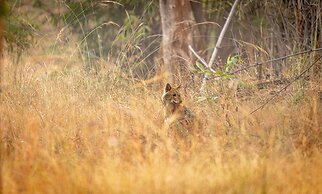 The Untamed Bandhavgarh by TUTC
