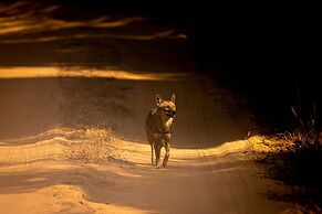 The Untamed Bandhavgarh by TUTC