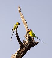 The Untamed Bandhavgarh by TUTC