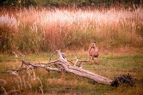 The Untamed Bandhavgarh by TUTC