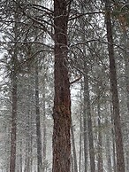 Woodhaven 2 Bedroom Home by RedAwning