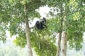 08 Acre Private Tea Estate Close To Galle