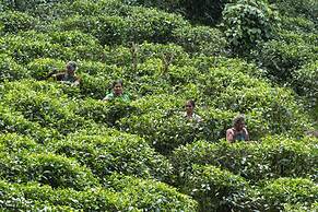 08 Acre Private Tea Estate Close To Galle