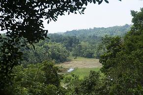 08 Acre Private Tea Estate Close To Galle