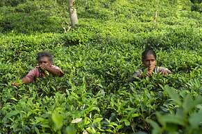 08 Acre Private Tea Estate Close To Galle