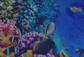 The High Dive Gili Gede