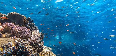 Faraana Reef - All-inclusive