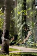 Shintana Saya La Maison