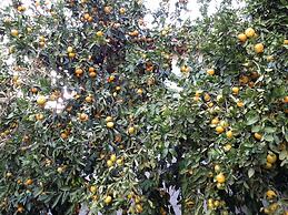 Excusive 1 Bedroom Cottage in Paleochora