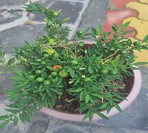 LaSerene The Cottage