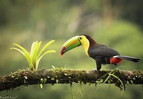 Chilamate Rainforest Eco-retreat