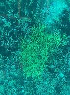 Anajawan Island Beachfront Resort