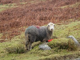 Scandale Bridge Cottage